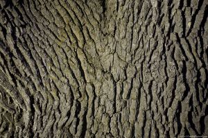 tree-skin