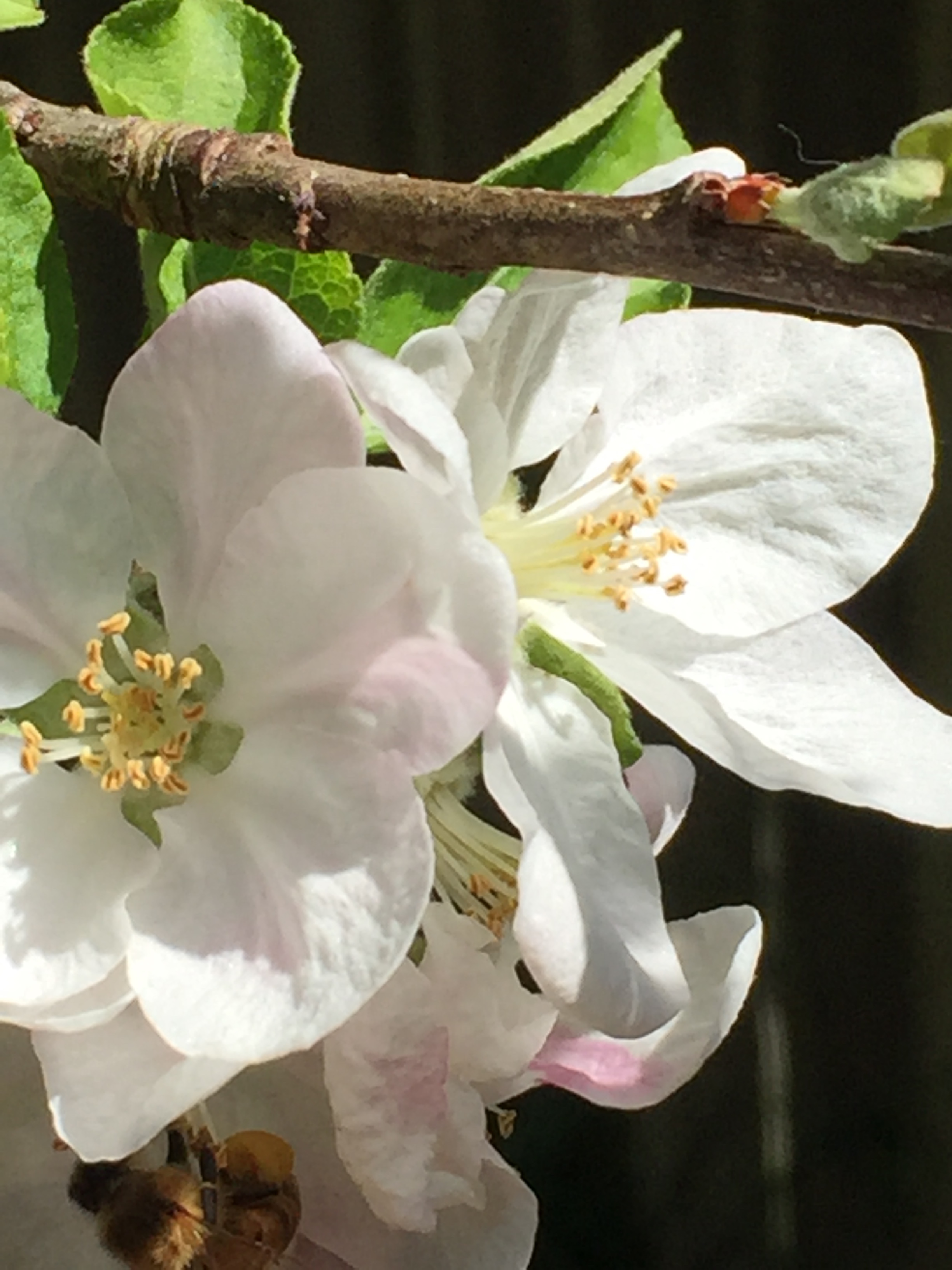 apple blossom 17.2